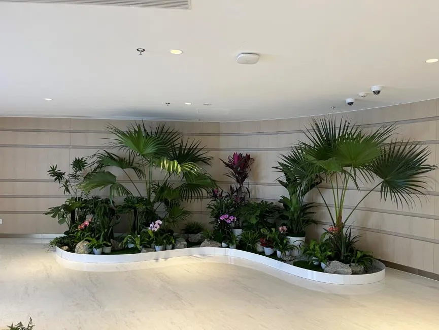 杭州湾绿植租摆价格实惠